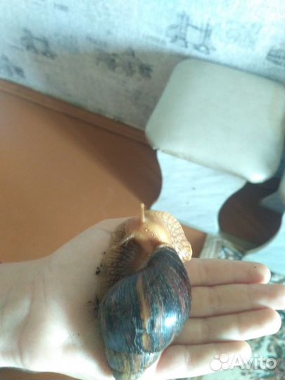 Улитки ахатины