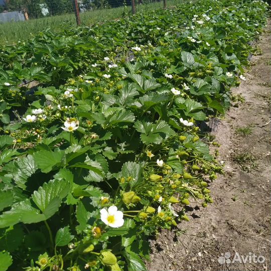 Клубника ягода