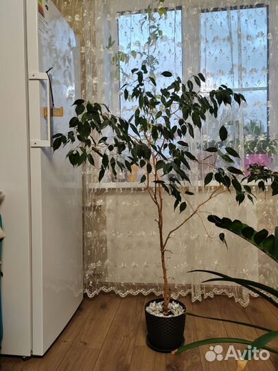 Фикус бенджамена