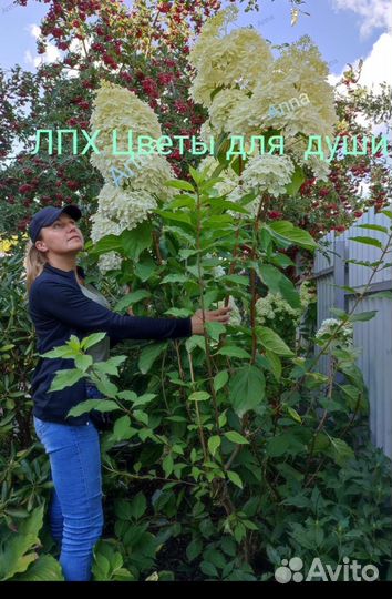 Гортензия Круг Фарм “Crug Farm”