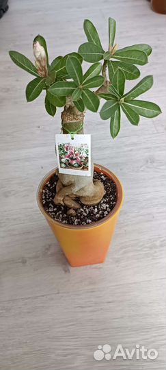Адениум из питомника