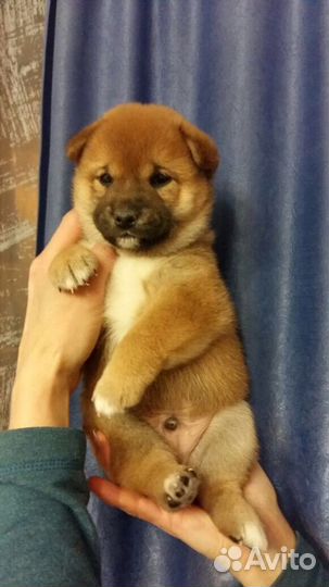 Вязка, кобель Сиба Ину