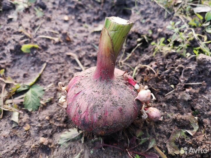 Гладиолусы луковицы