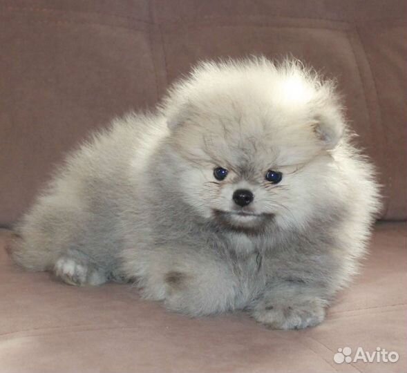 Померанский шпиц медвежьего типа
