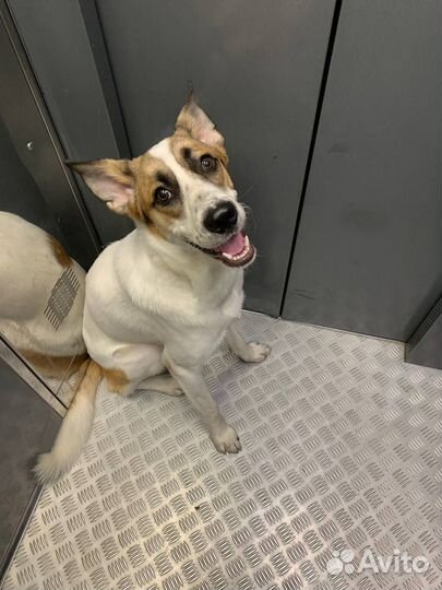 Собака в добрые руки отдам бесплатно