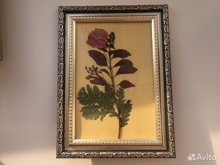 Картины из сухоцветов Ботаника