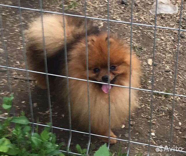 Шпиц вязка