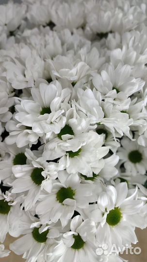 Букеты из Хризантемы