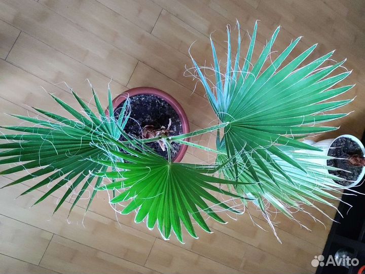 Пальмы веерные Вашингтония и другие большие