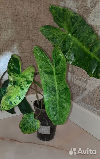 Филодендроны