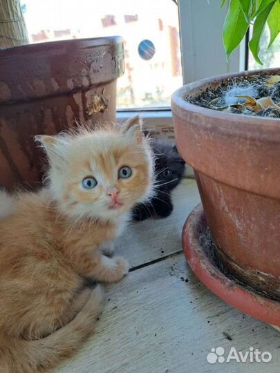 Крупный рыжик (из приюта)