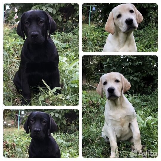 Щенки лабрадора. Все окрасы. Питомник