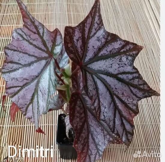 Бегония кейн