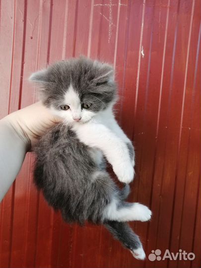 Котята от кошки крысоловки в хорошие руки