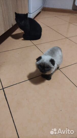 Кошка в дар