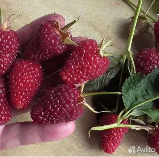 Ремонтантная малина