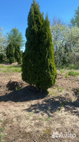 Смарагд 3-3,5 m