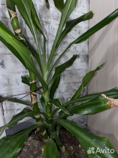 Драцена душистая