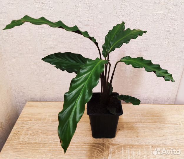 Калатея Рубифолия Вэйвстар