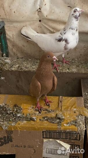 Голуби Пермские