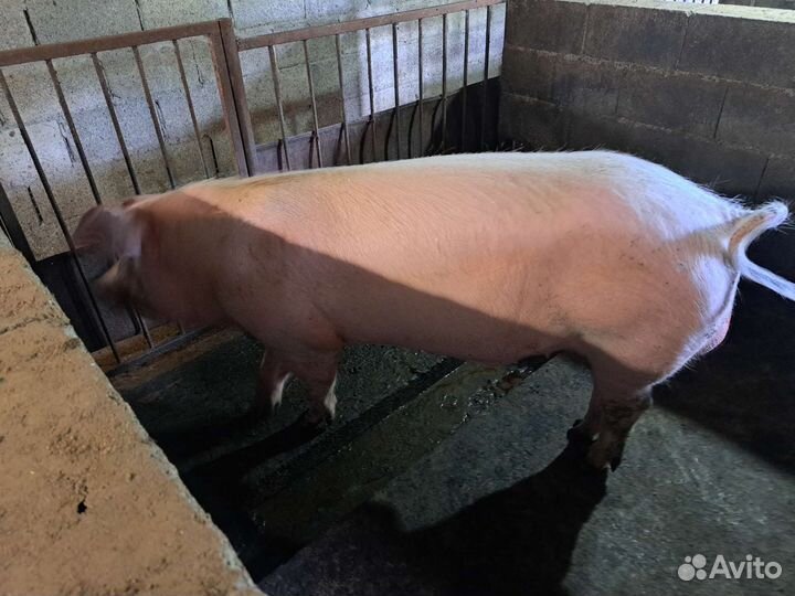 Хряк молодой