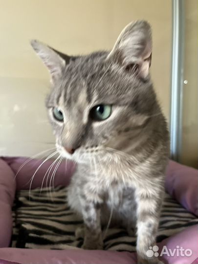 Бедный Смоки