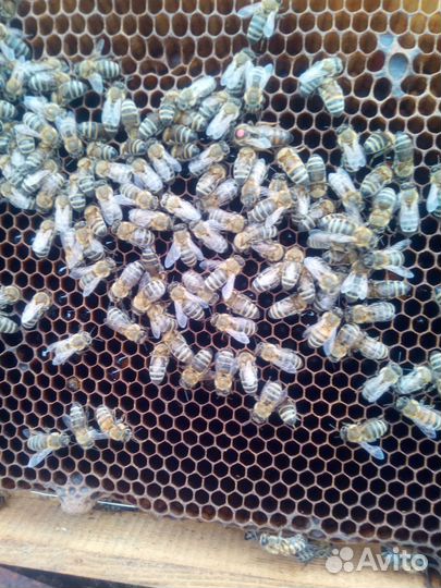 Продам пчелосемьи
