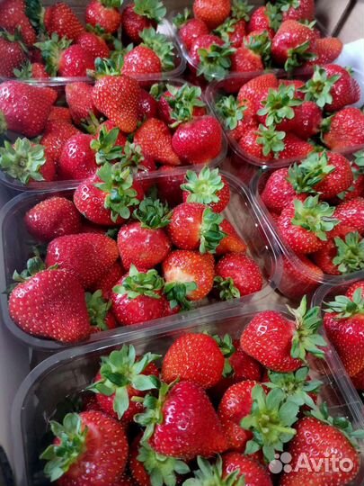 Клубника свежая
