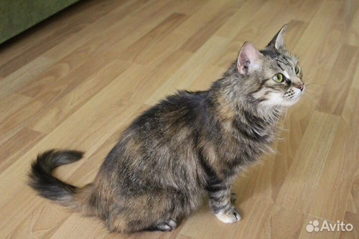 Идеальная зеленоглазая кошка Эля