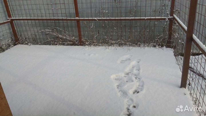 Вольер для собак