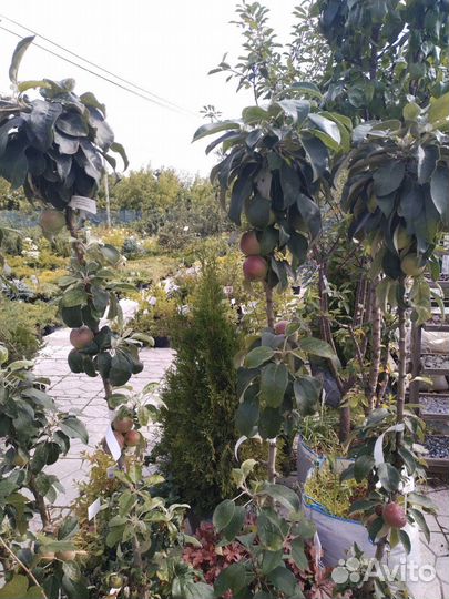 Яблоня колоновидная