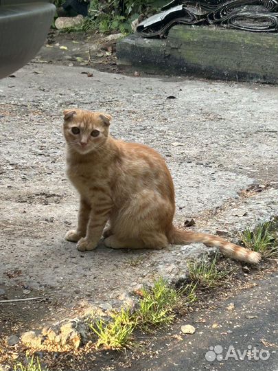 Вислоухие котята в добрые руки