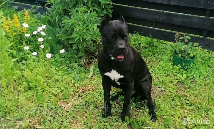 Кане Корсо вязка