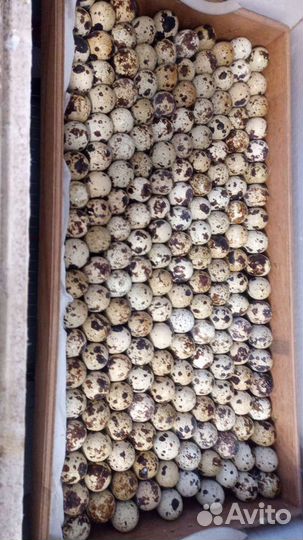 Инкубационное яйцо перепелов с отправкой по краю