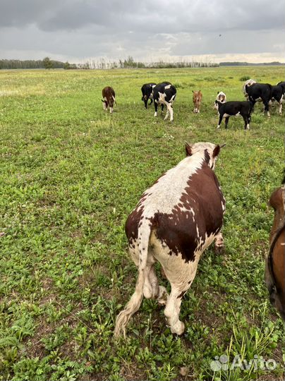 Коровы, телята быки