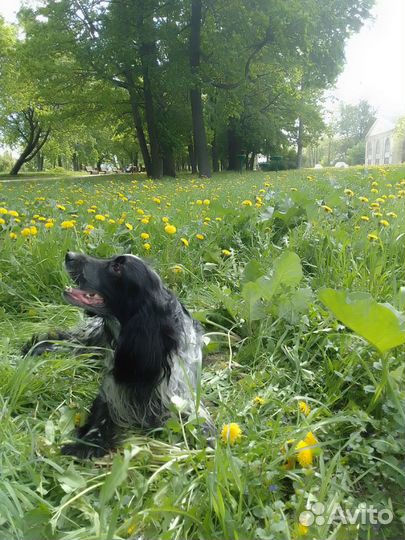 Вязка русский охотничий спаниель