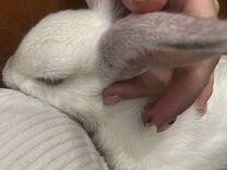 Карликовый кролик 4 месяца
