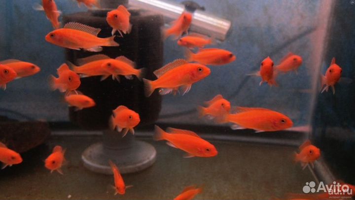 Африканские цихлиды