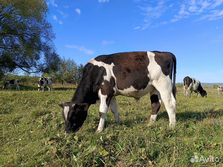Бычки на доращивание