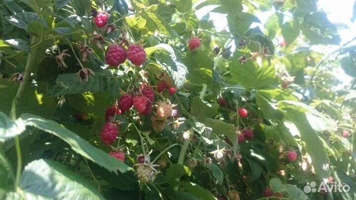Продам саженцы малины