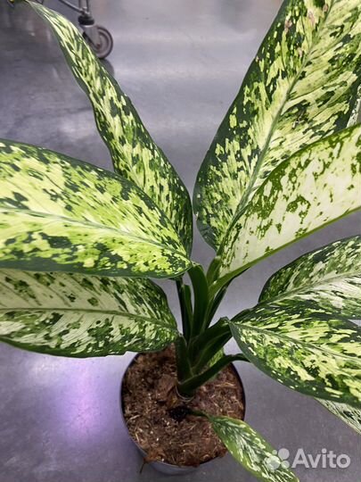 Диффенбахия