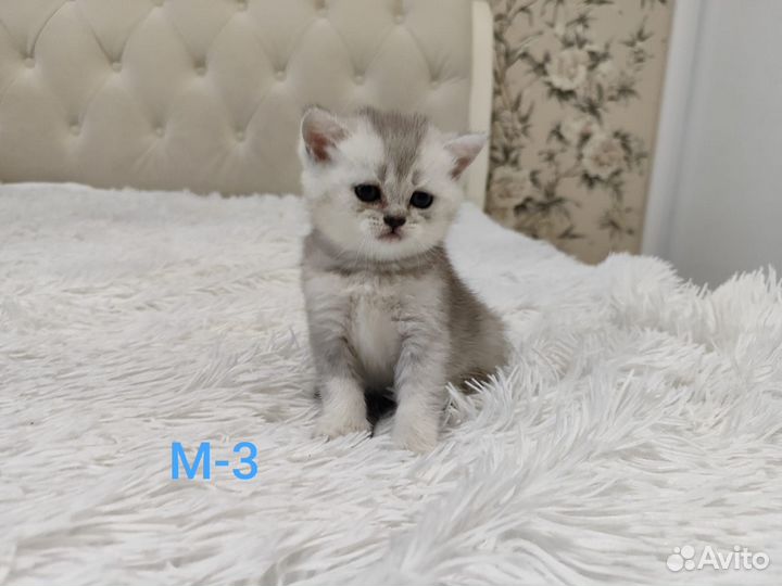 Шотландские котята