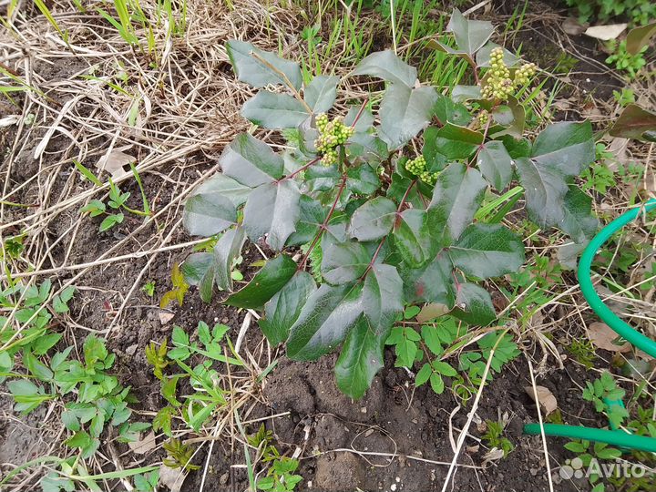 Магония падуболистная