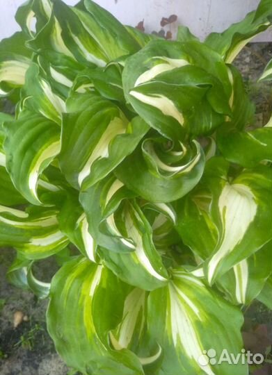 Калина Бульденеж