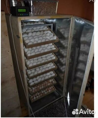 Автоматический инкубатор