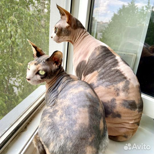 Передержка кошек