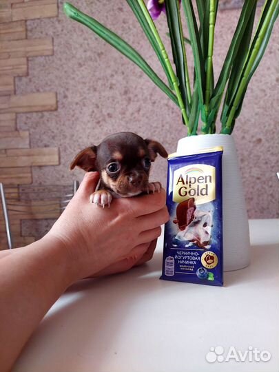 Щенки чихуахуа мини