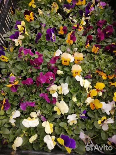 Растения цветы для сада