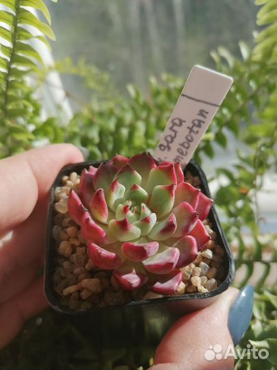 Суккуленты. Выставка