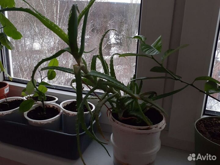 Алоэ 3-х летка